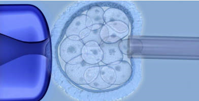 胚胎干细胞.jpg