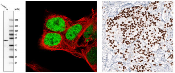 多能性胚胎干细胞是通过表达多种多能性标记物鉴定的.jpg
