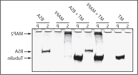 微管结合蛋白分析试剂盒.png